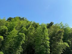 -蜀南竹海景区