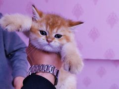 -喵百万·布偶·蓝金金渐层英短·猫舍(百子湾店)