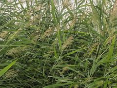 -野鸭湖国家湿地公园