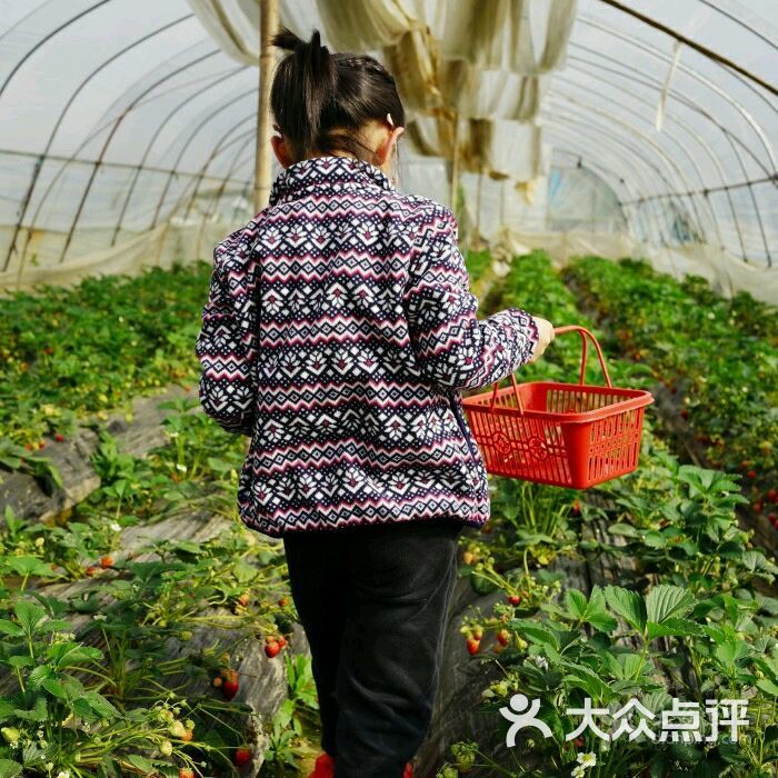幸福草莓采摘园图片 - 第5张