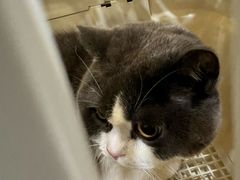 -四月宠物医院·猫专科·心脏专科·内科(转塘店)