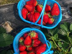 -尚田草莓姑娘白草莓采摘基地