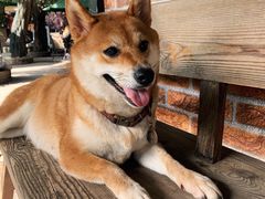 -柴犬高等学院·狗咖·柴犬售卖·宠物训练