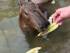 -廊坊固安福朋喜来登酒店