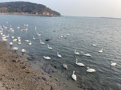 -烟墩角天鹅湖