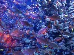 -成都浩海立方海洋公园