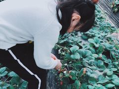 -恒绿农产品草莓采摘园