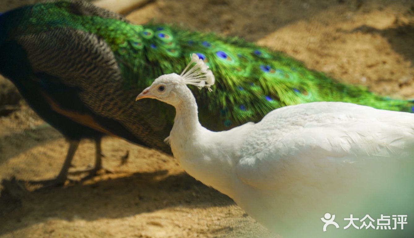 潮州动物园78被动物承包温暖的一天