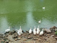 -北京张裕爱斐堡酒庄