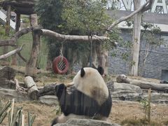 -武汉动物园