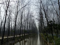 -合肥滨湖国家森林公园