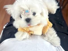 -宠颐生汉谟拉比宠物医院