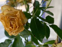 -251#coffee roasters(沿河东路店)