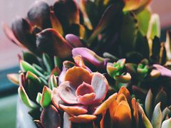 -Catch Bagel(芳草地店)