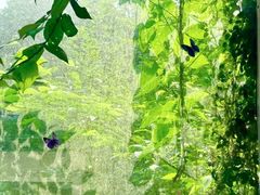 -杭州植物园