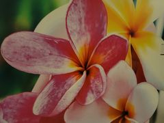 -千枝花·按摩·美容·经络SPA(建旺大厦店)