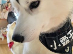 -Husky Go! 哈士奇体验馆·宠物咖啡厅狗咖