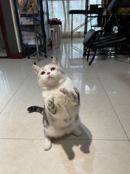 -众刺纹画·纹身·穿孔饰品·海娜定制