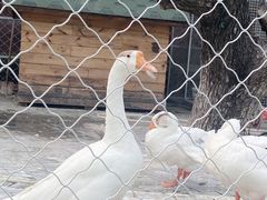 -静之湖度假区