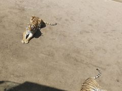 -大连森林动物园