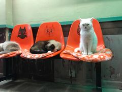 -猫咪博物馆(顶澳仔猫街店)