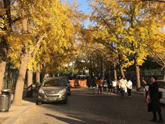 -三里屯东五街银杏大道