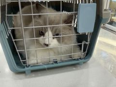 -艾贝尔宠物医院·宠保定点·超声绝育·免疫点(樱花路店)