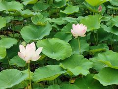 -莲花池公园