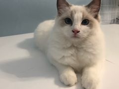 -喵的天空名猫咖啡馆·撸猫·猫舍·用品