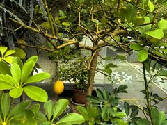 -恬阿姨庭院餐厅·生日宴