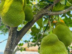 -西双版纳傣族园