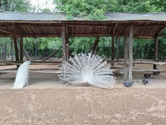 -秦皇岛野生动物园