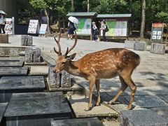 -奈良公园