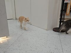 -喵园·猫主题咖啡厅·撸猫·猫咖(国贸店)