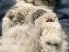 -momokira米努特·德文卷毛猫·棉花面纱犬