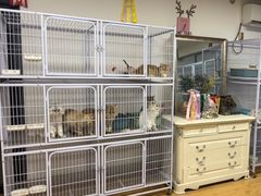 -喵百万·布偶·蓝金金渐层英短·猫舍(百子湾店)
