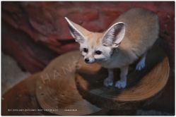 -Zoolung Zoolung动物主题公园(海信广场店)