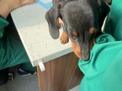 -心仪动物医院·牙专科·肿瘤·心脏科(西客站院)