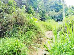 -阳台山森林公园