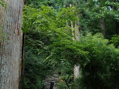 -天目山大树王景区