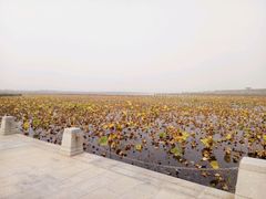 -天津东丽湖风景区