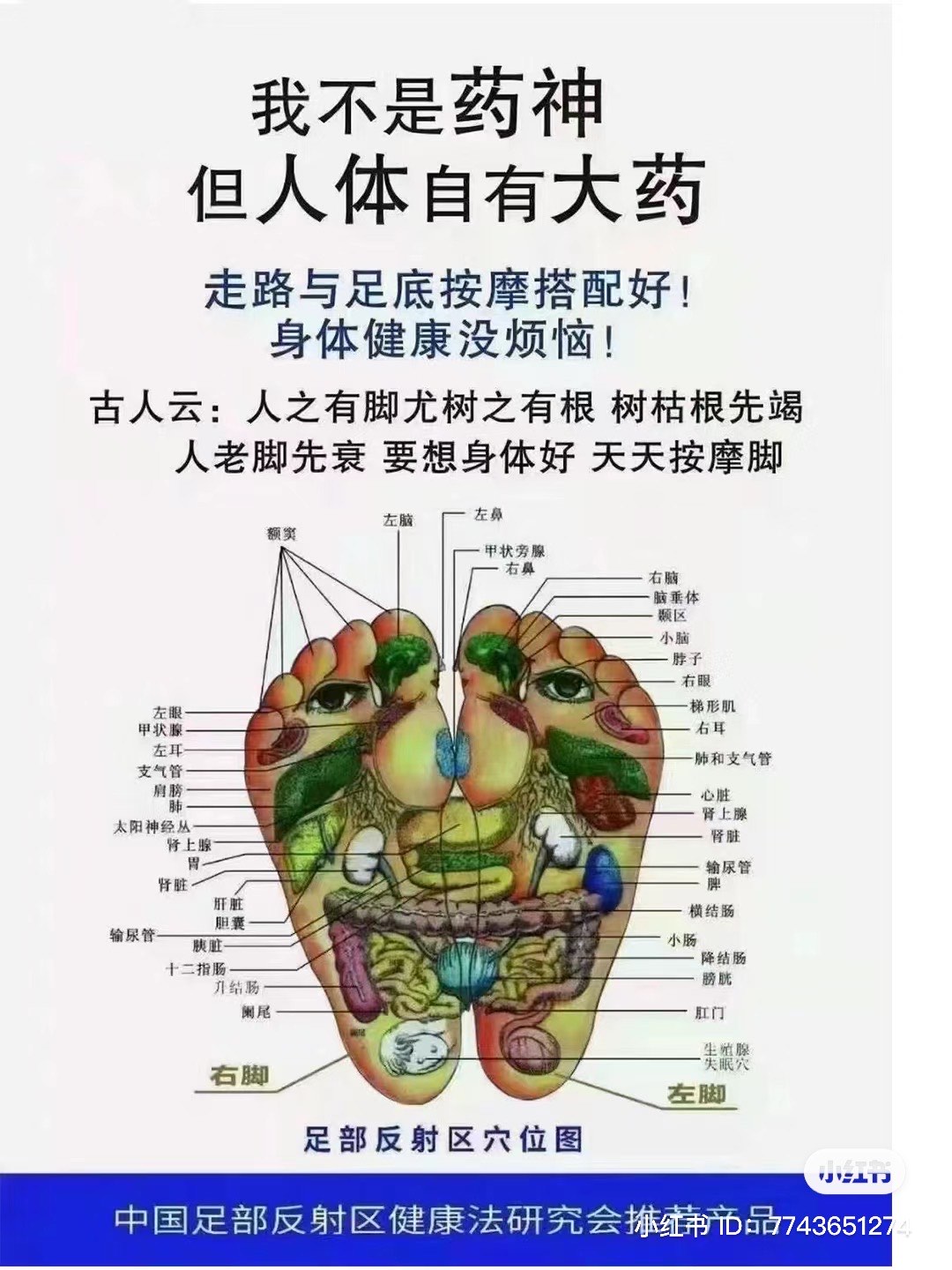 脚的五脏六腑分布图图片