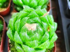 -金陵花卉交易市场