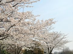-高东镇樱花园
