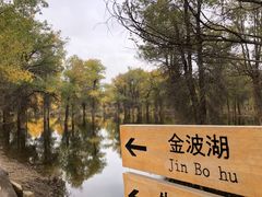 -金塔沙漠胡杨林景区