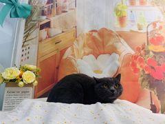 -爱洗澡的猫(望京店)