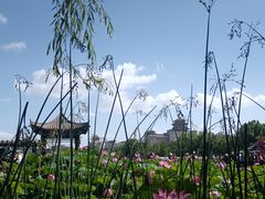 -莲花池公园