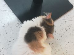 -喵园·猫主题咖啡厅·撸猫·猫咖(国贸店)