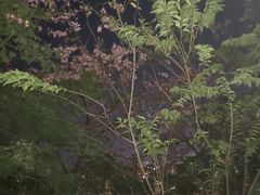-金鸡山公园