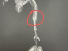 -瑞派·关忠动物医院·异宠专科·犬猫肿瘤·皮肤专科(望京店)